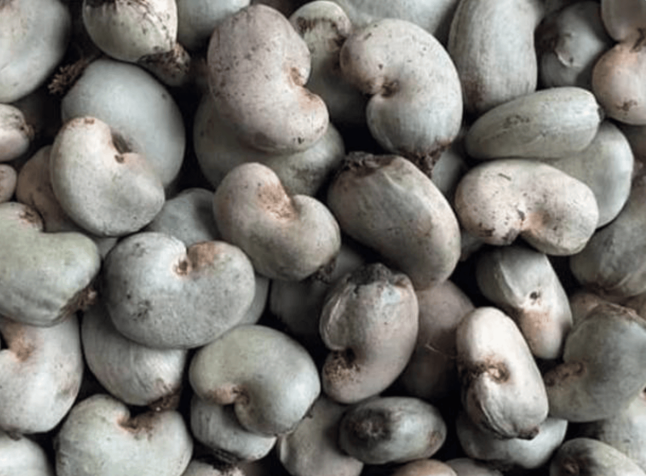 Raw Cashew Nut